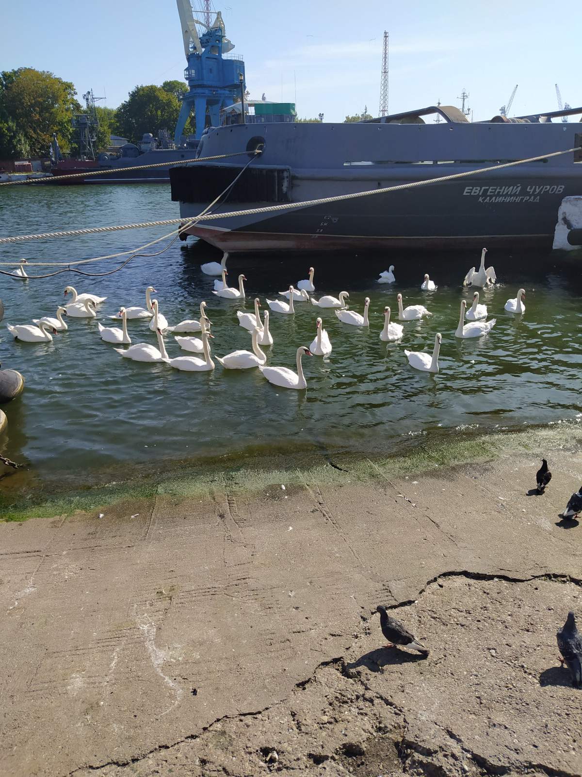 Следующая Click