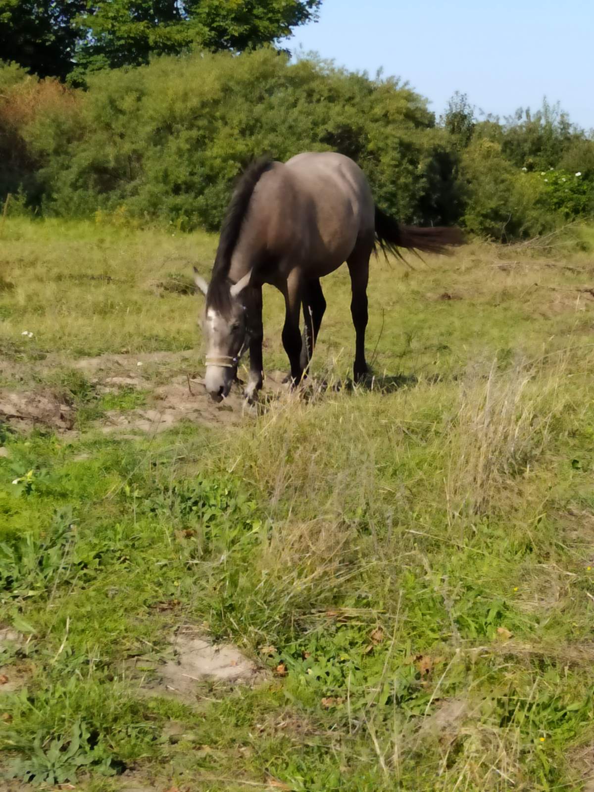 Следующая Click