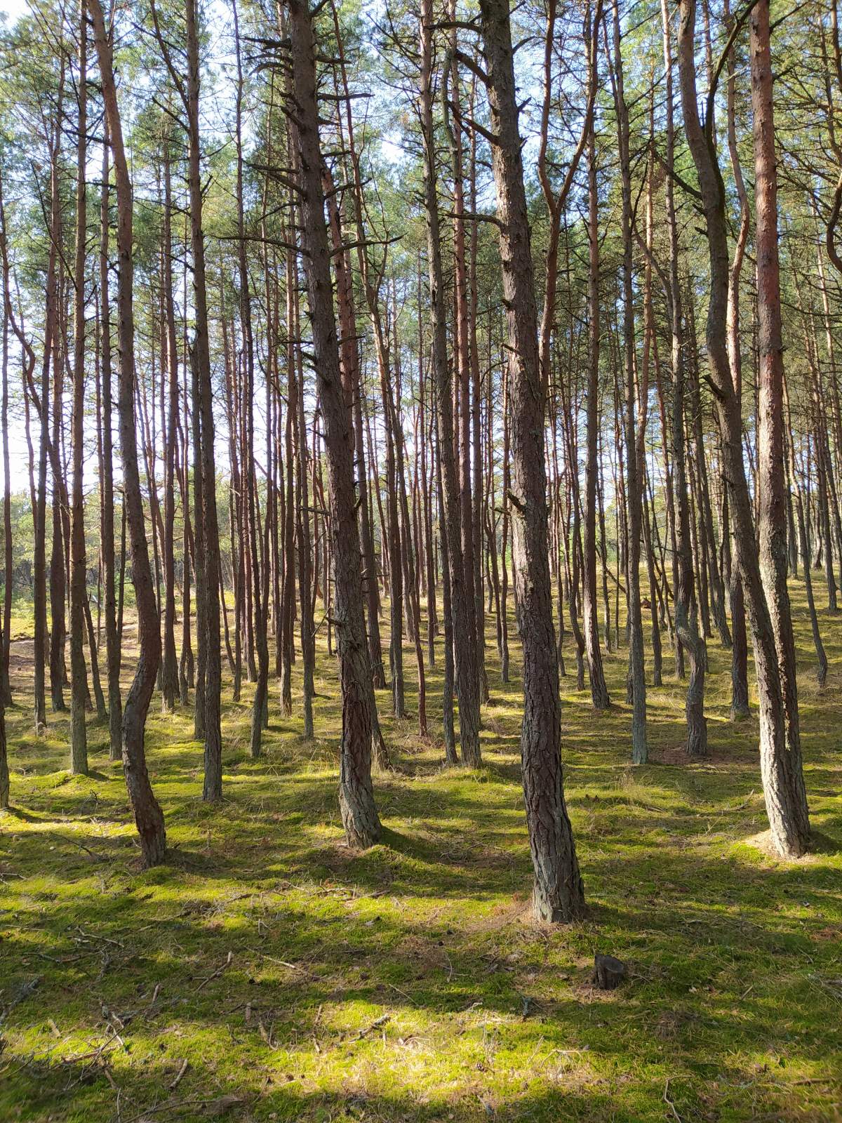 Следующая Click