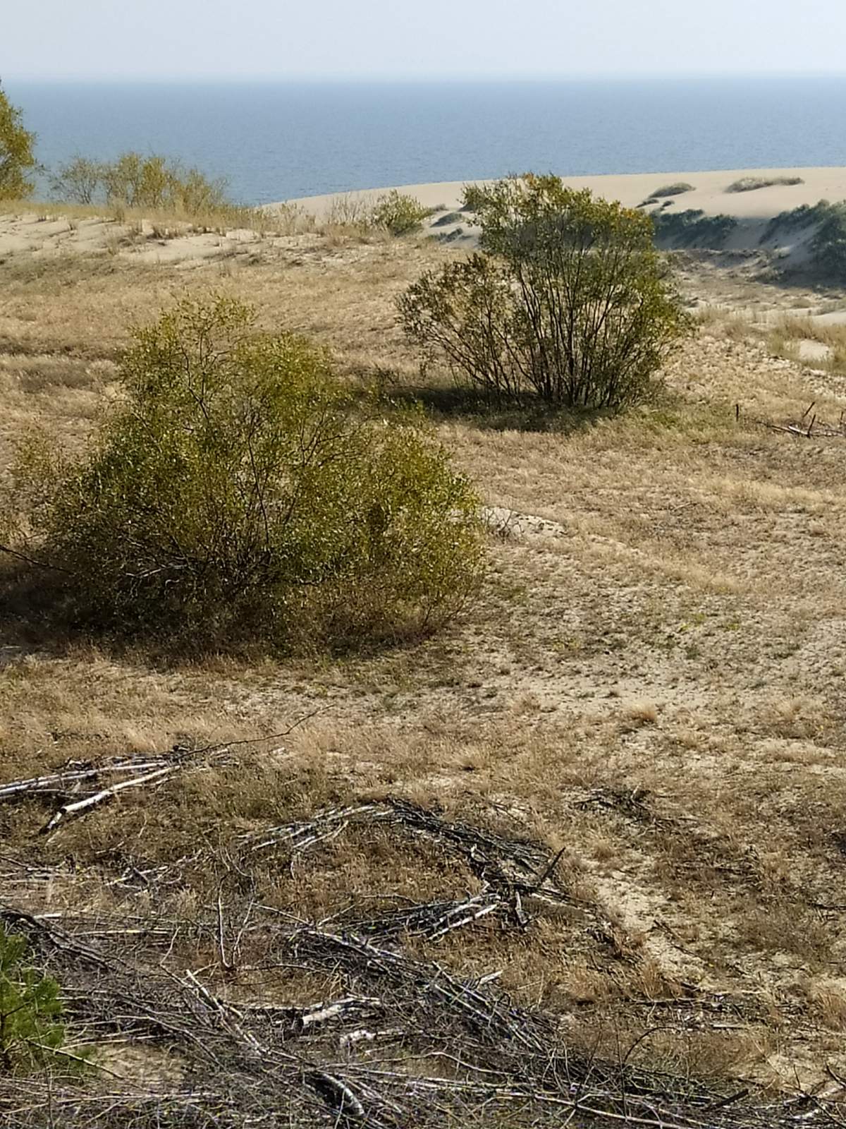 Следующая Click